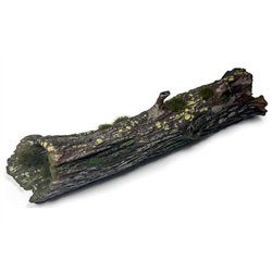 Large Fallen Trunk
